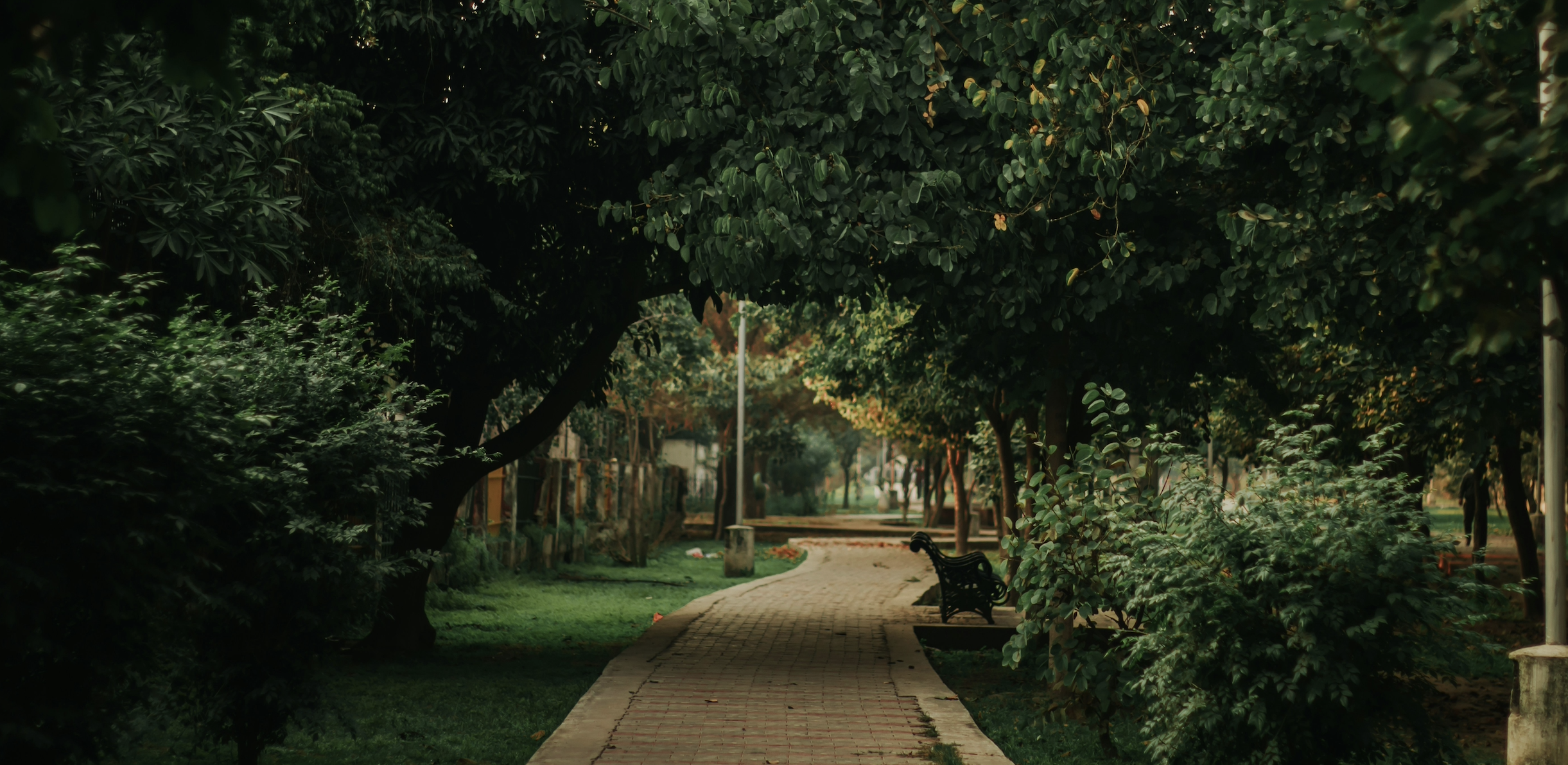 Parks with a carved path that has trees surrounded around it